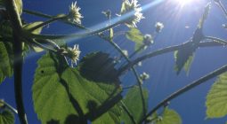 Hop Farming